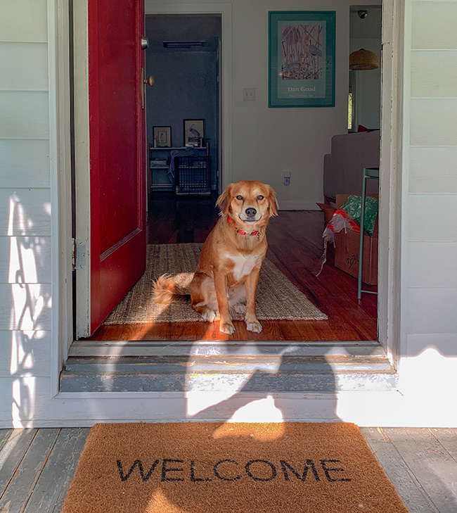 More American Households Have Pets 